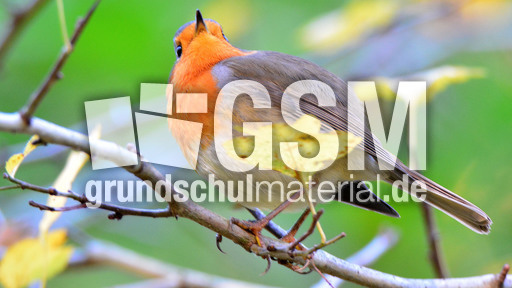 Rotkehlchen (31).jpg